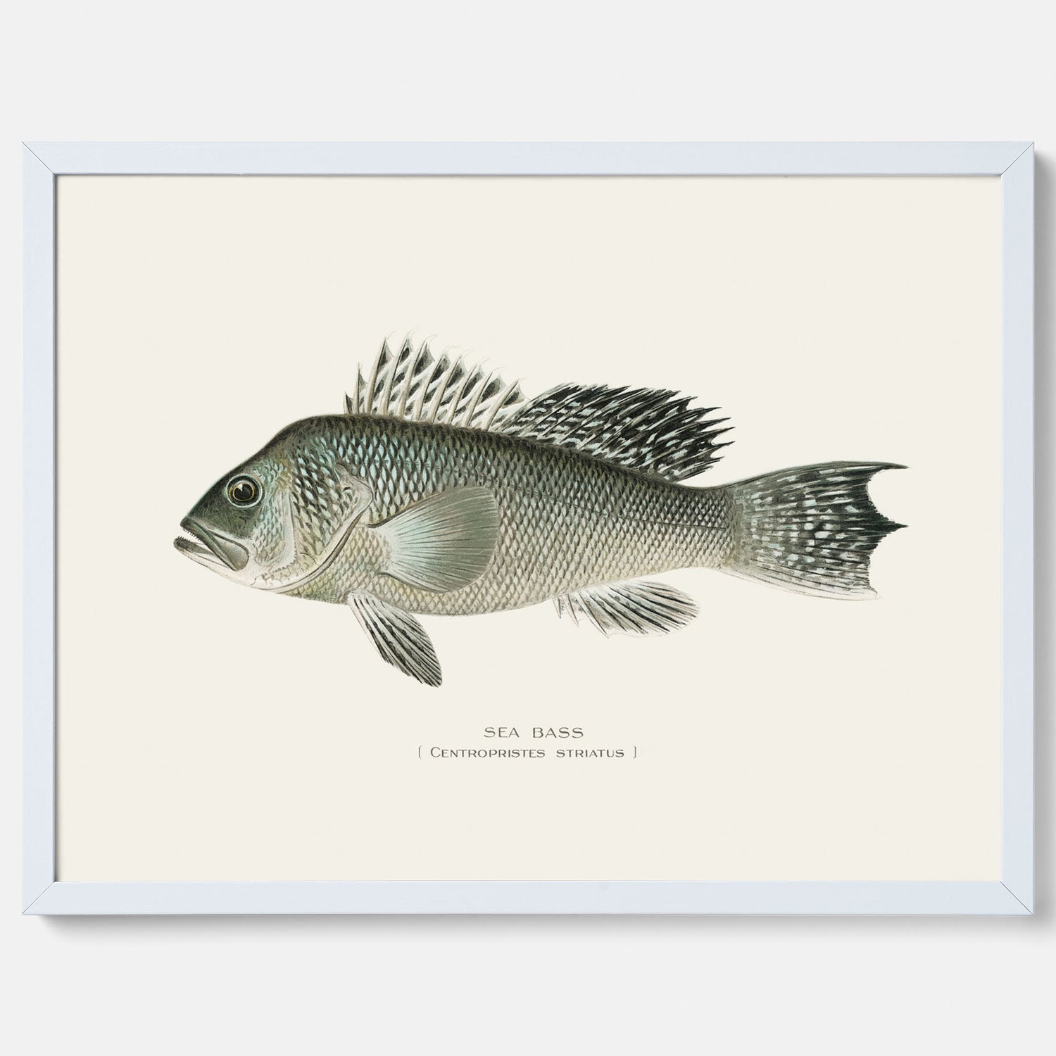 Kökstavla med Havsabborre poster – Plansch med fisk, fiskposter, tavla till kök, köksposter, poster till kök
