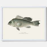 Kökstavla med Havsabborre poster – Plansch med fisk, fiskposter, tavla till kök, köksposter, poster till kök