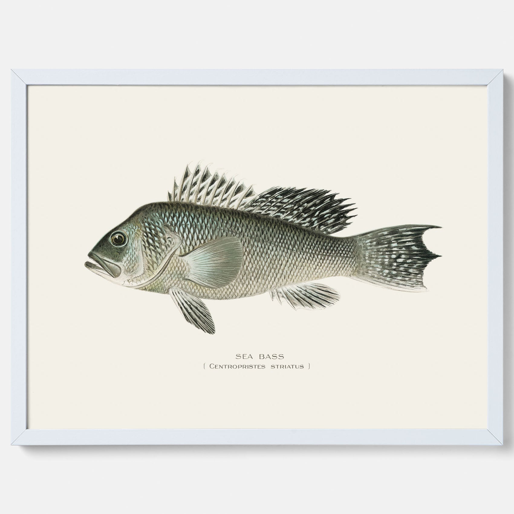 Kökstavla med Havsabborre poster – Plansch med fisk, fiskposter, tavla till kök, köksposter, poster till kök