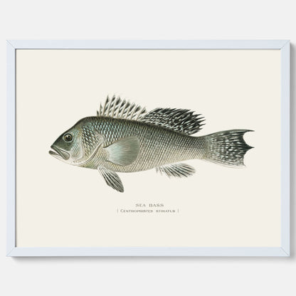 Kökstavla med Havsabborre poster – Plansch med fisk, fiskposter, tavla till kök, köksposter, poster till kök
