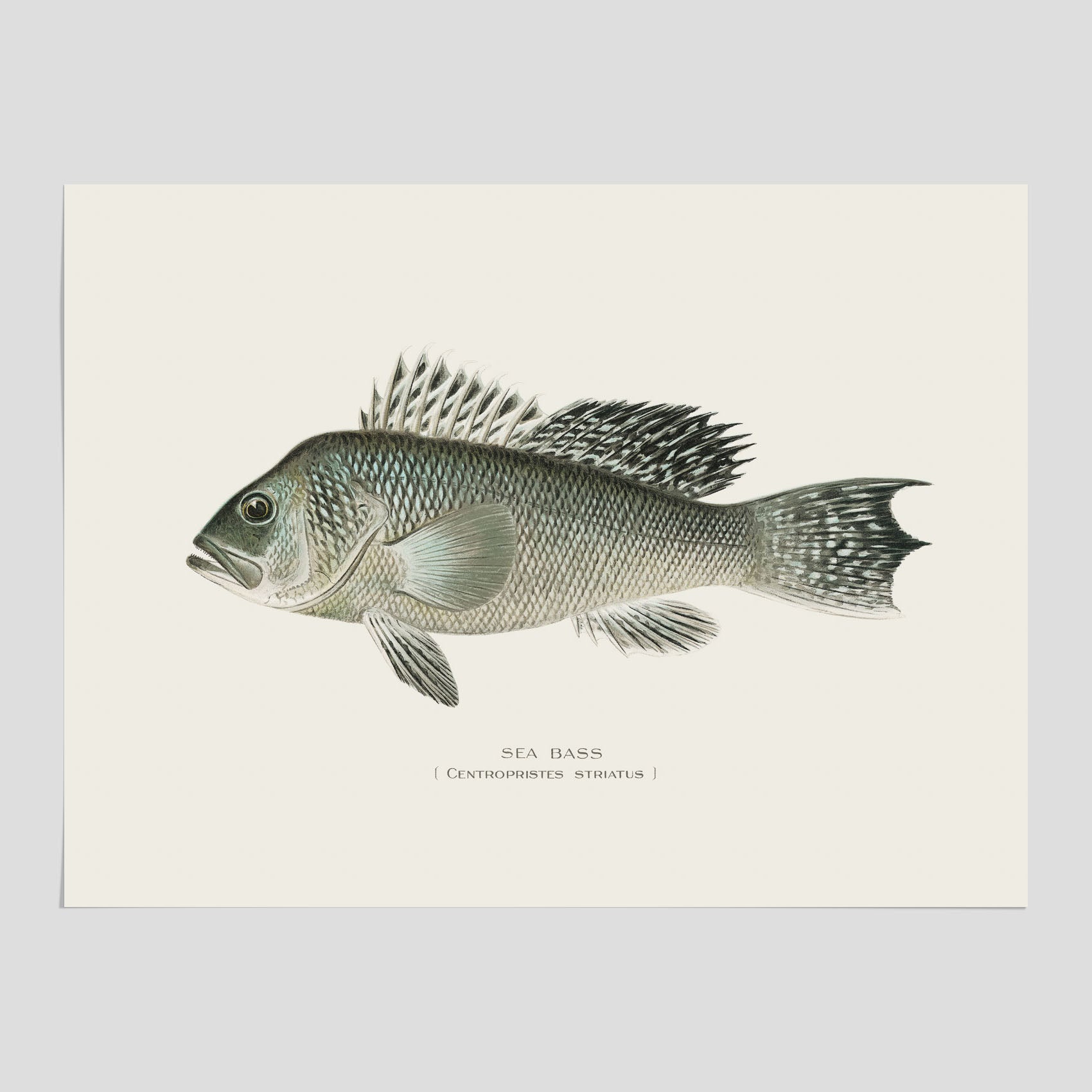 Kökstavla med Havsabborre poster – Plansch med fisk, fiskposter, tavla till kök, köksposter, poster till kök