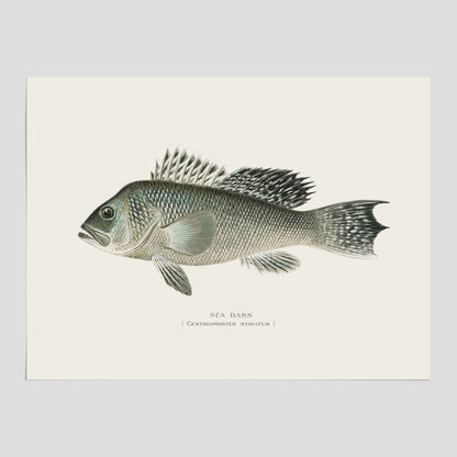 Kökstavla med Havsabborre poster – Plansch med fisk, fiskposter, tavla till kök, köksposter, poster till kök