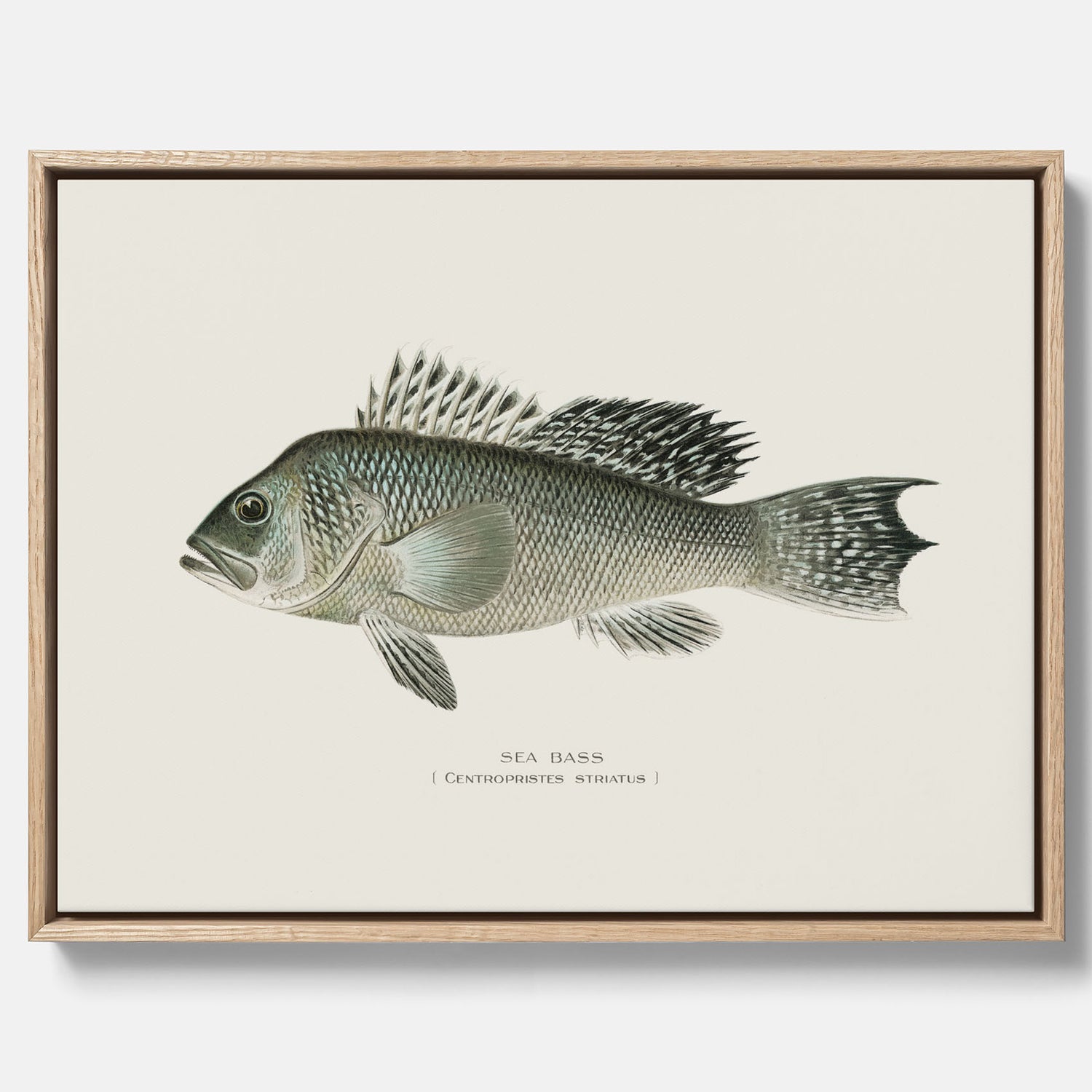 Kökstavla med Havsabborre poster – Canvas med fisk, fiskposter, tavla till kök, köksposter, poster till kök