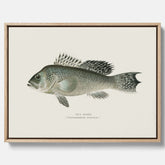 Kökstavla med Havsabborre poster – Canvas med fisk, fiskposter, tavla till kök, köksposter, poster till kök
