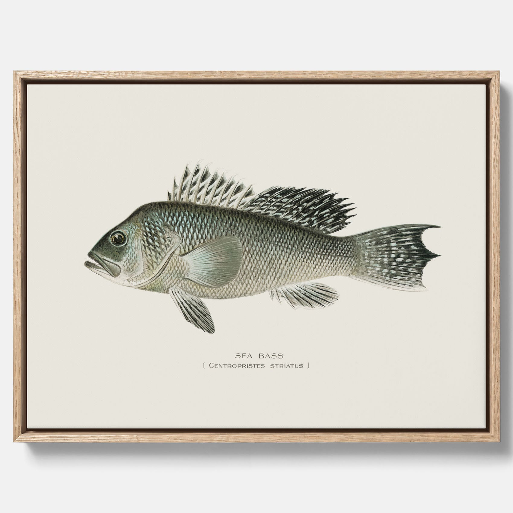 Kökstavla med Havsabborre poster – Canvas med fisk, fiskposter, tavla till kök, köksposter, poster till kök