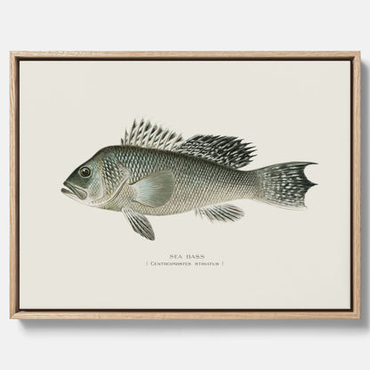 Kökstavla med Havsabborre poster – Canvas med fisk, fiskposter, tavla till kök, köksposter, poster till kök