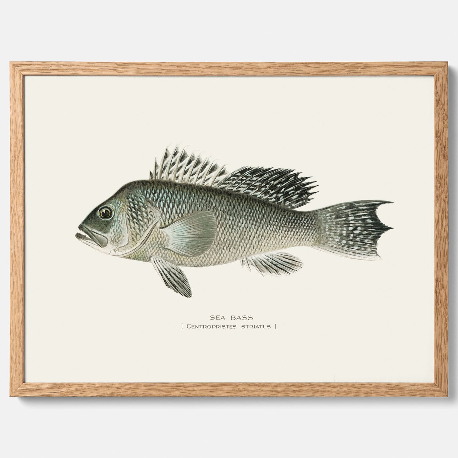 Kökstavla med Havsabborre poster – Plansch med fisk, fiskposter, tavla till kök, köksposter, poster till kök