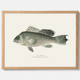 Kökstavla med Havsabborre poster – Plansch med fisk, fiskposter, tavla till kök, köksposter, poster till kök