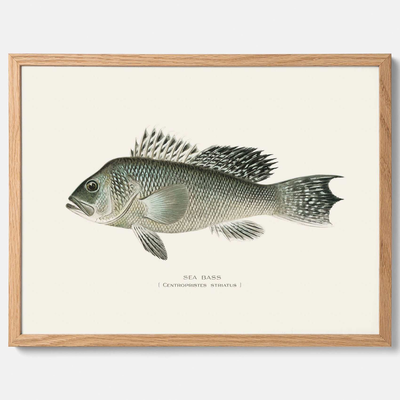 Kökstavla med Havsabborre poster – Plansch med fisk, fiskposter, tavla till kök, köksposter, poster till kök