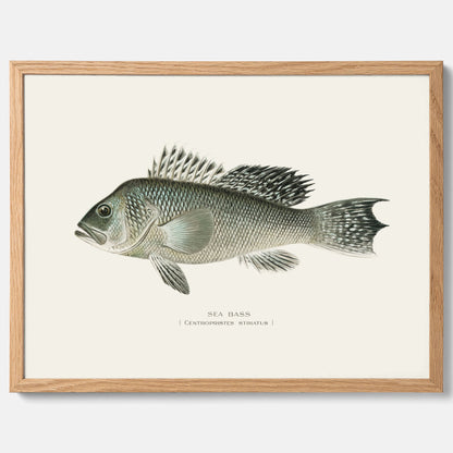 Kökstavla med Havsabborre poster – Plansch med fisk, fiskposter, tavla till kök, köksposter, poster till kök