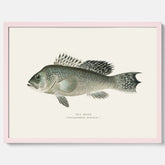 Kökstavla med Havsabborre poster – Plansch med fisk, fiskposter, tavla till kök, köksposter, poster till kök