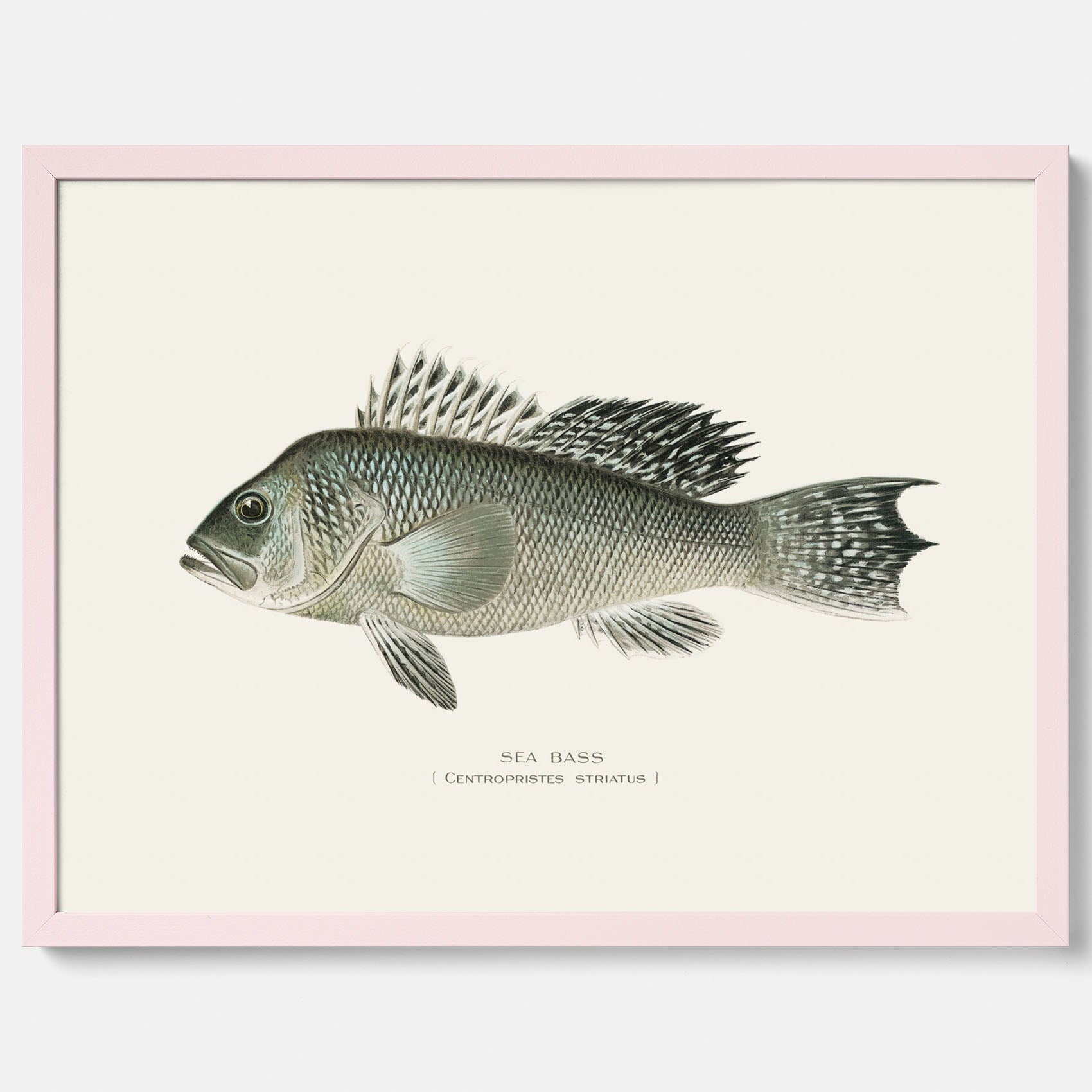 Kökstavla med Havsabborre poster – Plansch med fisk, fiskposter, tavla till kök, köksposter, poster till kök