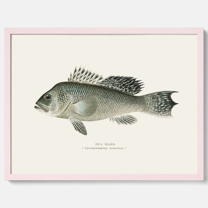 Kökstavla med Havsabborre poster – Plansch med fisk, fiskposter, tavla till kök, köksposter, poster till kök