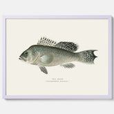 Kökstavla med Havsabborre poster – Plansch med fisk, fiskposter, tavla till kök, köksposter, poster till kök