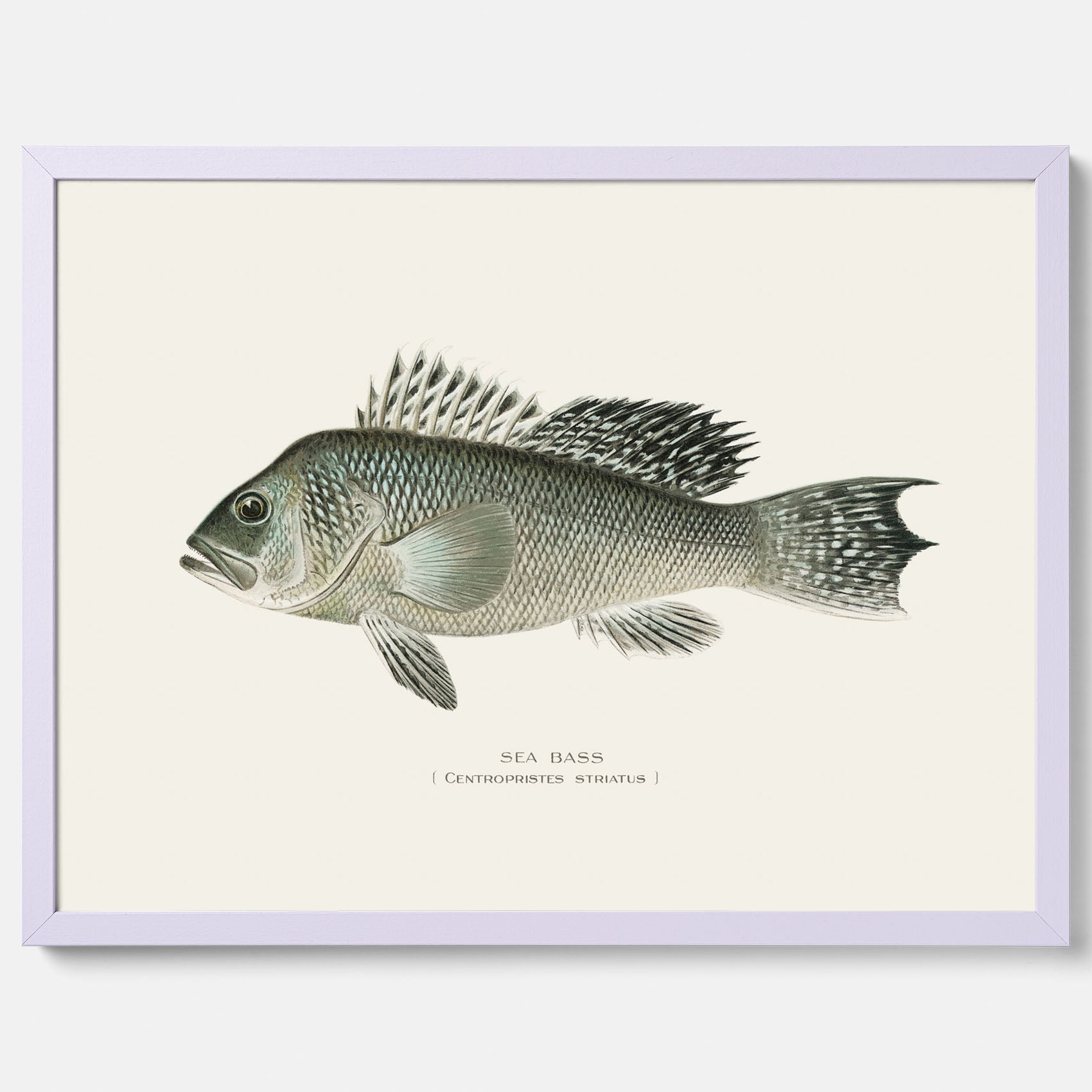 Kökstavla med Havsabborre poster – Plansch med fisk, fiskposter, tavla till kök, köksposter, poster till kök