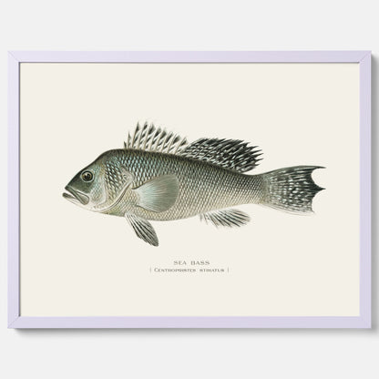 Kökstavla med Havsabborre poster – Plansch med fisk, fiskposter, tavla till kök, köksposter, poster till kök
