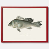 Kökstavla med Havsabborre poster – Plansch med fisk, fiskposter, tavla till kök, köksposter, poster till kök