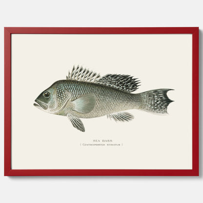 Kökstavla med Havsabborre poster – Plansch med fisk, fiskposter, tavla till kök, köksposter, poster till kök