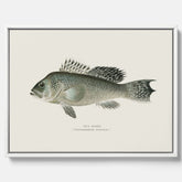 Kökstavla med Havsabborre poster – Canvas med fisk, fiskposter, tavla till kök, köksposter, poster till kök