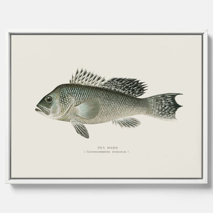 Kökstavla med Havsabborre poster – Canvas med fisk, fiskposter, tavla till kök, köksposter, poster till kök