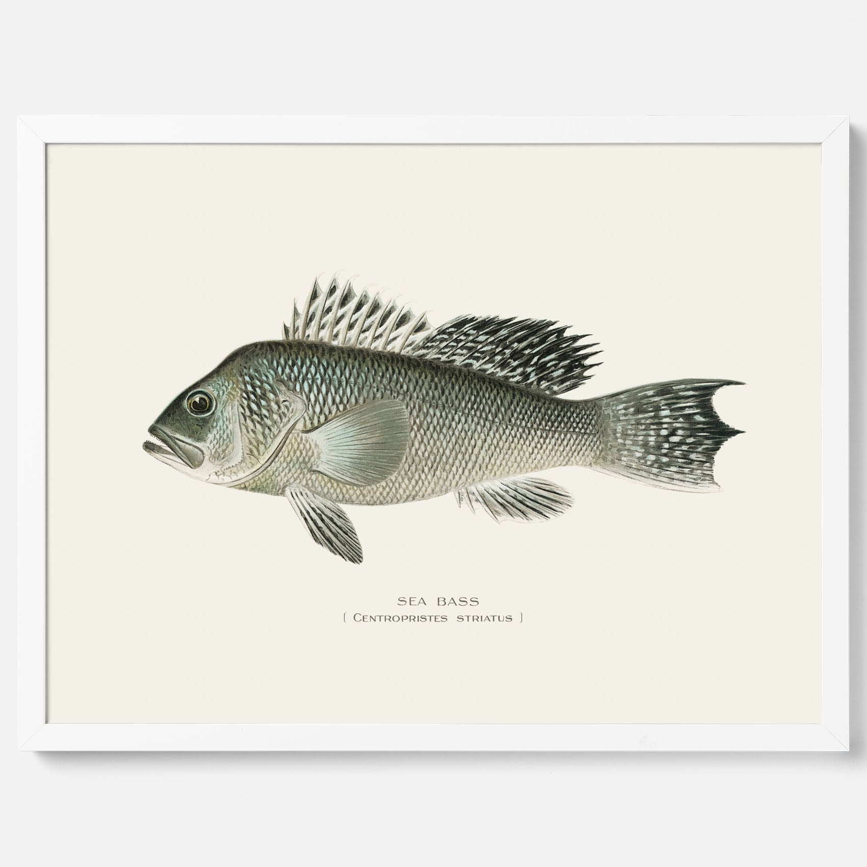 Kökstavla med Havsabborre poster – Plansch med fisk, fiskposter, tavla till kök, köksposter, poster till kök
