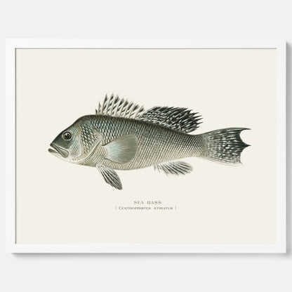 Kökstavla med Havsabborre poster – Plansch med fisk, fiskposter, tavla till kök, köksposter, poster till kök