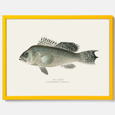 Kökstavla med Havsabborre poster – Plansch med fisk, fiskposter, tavla till kök, köksposter, poster till kök