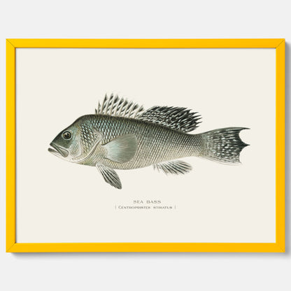 Kökstavla med Havsabborre poster – Plansch med fisk, fiskposter, tavla till kök, köksposter, poster till kök