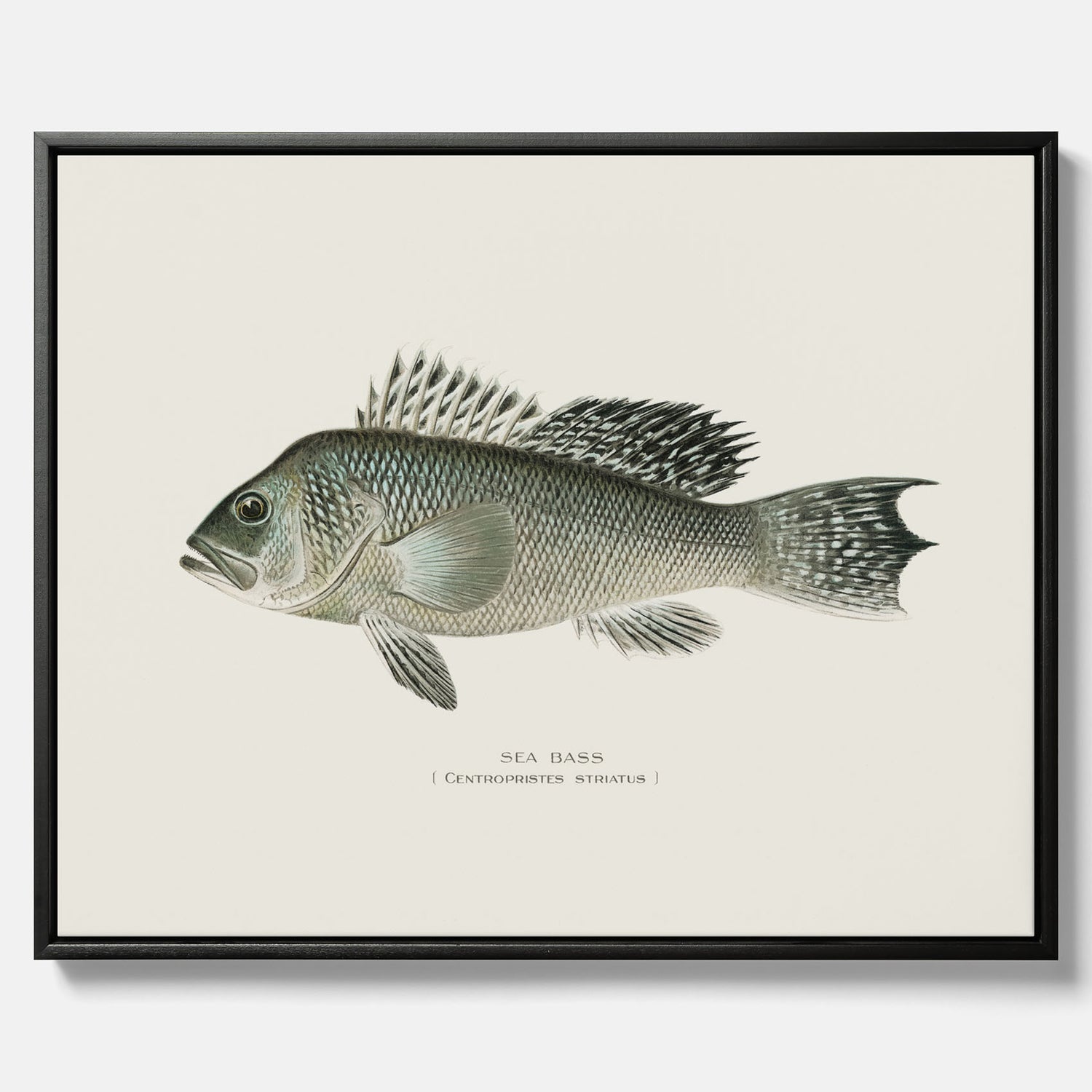Kökstavla med Havsabborre poster – Canvas med fisk, fiskposter, tavla till kök, köksposter, poster till kök
