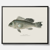 Kökstavla med Havsabborre poster – Canvas med fisk, fiskposter, tavla till kök, köksposter, poster till kök