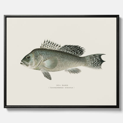 Kökstavla med Havsabborre poster – Canvas med fisk, fiskposter, tavla till kök, köksposter, poster till kök