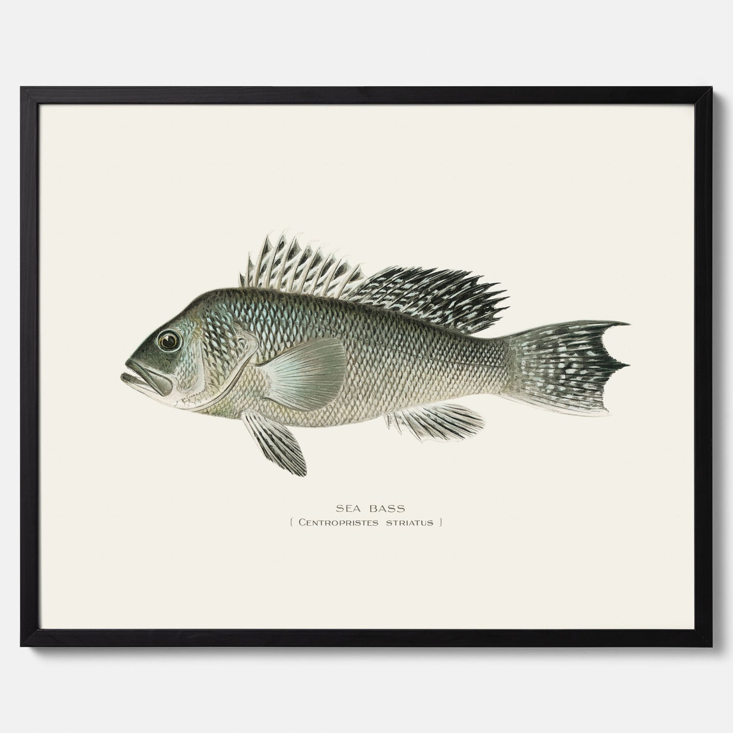 Kökstavla med Havsabborre poster – Plansch med fisk, fiskposter, tavla till kök, köksposter, poster till kök