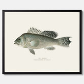 Kökstavla med Havsabborre poster – Plansch med fisk, fiskposter, tavla till kök, köksposter, poster till kök