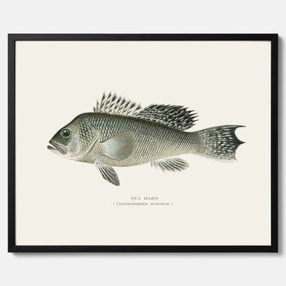 Kökstavla med Havsabborre poster – Plansch med fisk, fiskposter, tavla till kök, köksposter, poster till kök