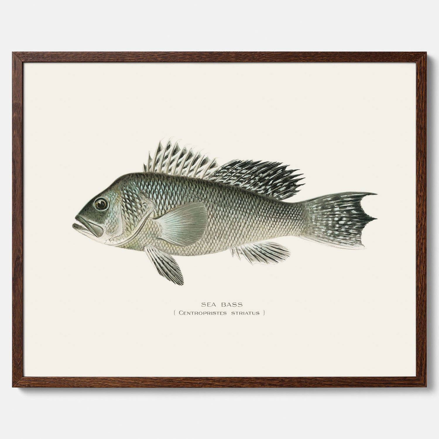 Kökstavla med Havsabborre poster – Plansch med fisk, fiskposter, tavla till kök, köksposter, poster till kök
