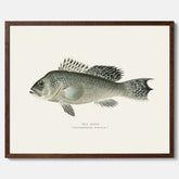 Kökstavla med Havsabborre poster – Plansch med fisk, fiskposter, tavla till kök, köksposter, poster till kök