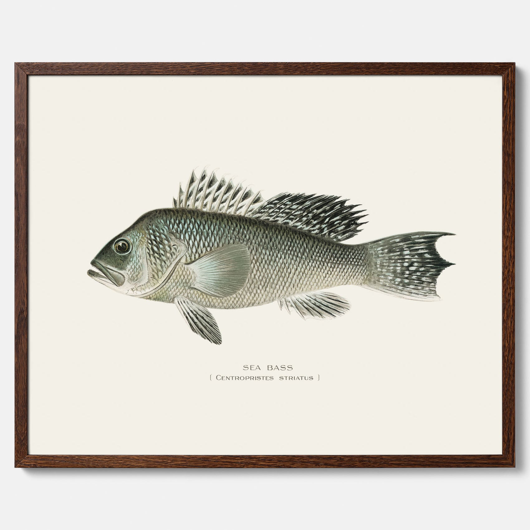 Kökstavla med Havsabborre poster – Plansch med fisk, fiskposter, tavla till kök, köksposter, poster till kök