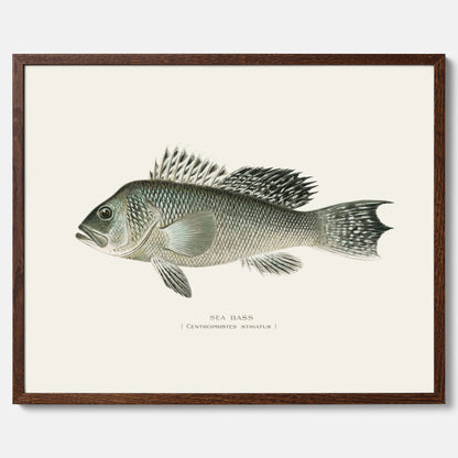 Kökstavla med Havsabborre poster – Plansch med fisk, fiskposter, tavla till kök, köksposter, poster till kök