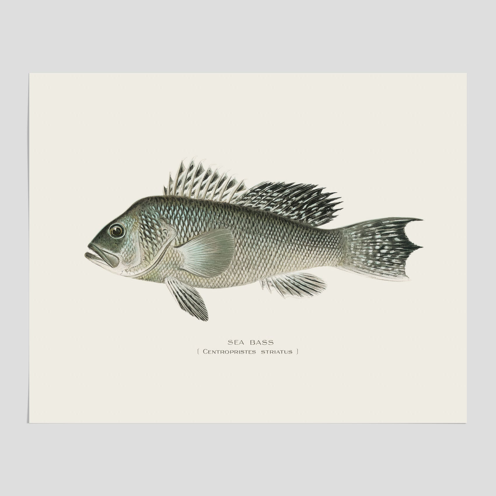 Kökstavla med Havsabborre poster – Plansch med fisk, fiskposter, tavla till kök, köksposter, poster till kök