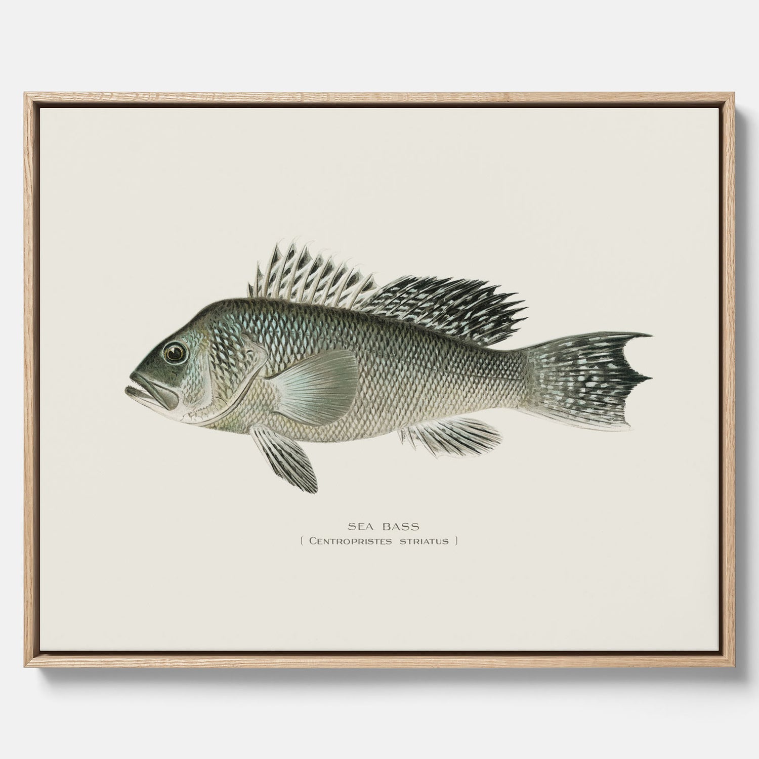 Kökstavla med Havsabborre poster – Canvas med fisk, fiskposter, tavla till kök, köksposter, poster till kök