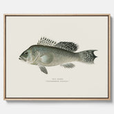 Kökstavla med Havsabborre poster – Canvas med fisk, fiskposter, tavla till kök, köksposter, poster till kök