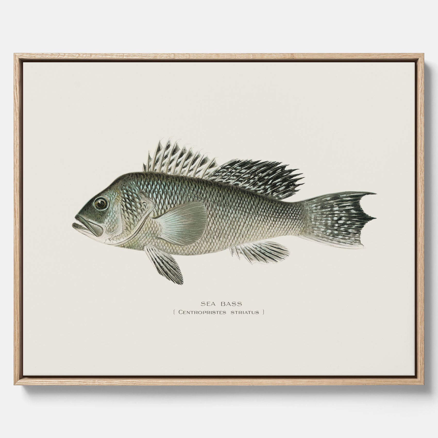Kökstavla med Havsabborre poster – Canvas med fisk, fiskposter, tavla till kök, köksposter, poster till kök