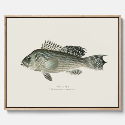 Kökstavla med Havsabborre poster – Canvas med fisk, fiskposter, tavla till kök, köksposter, poster till kök