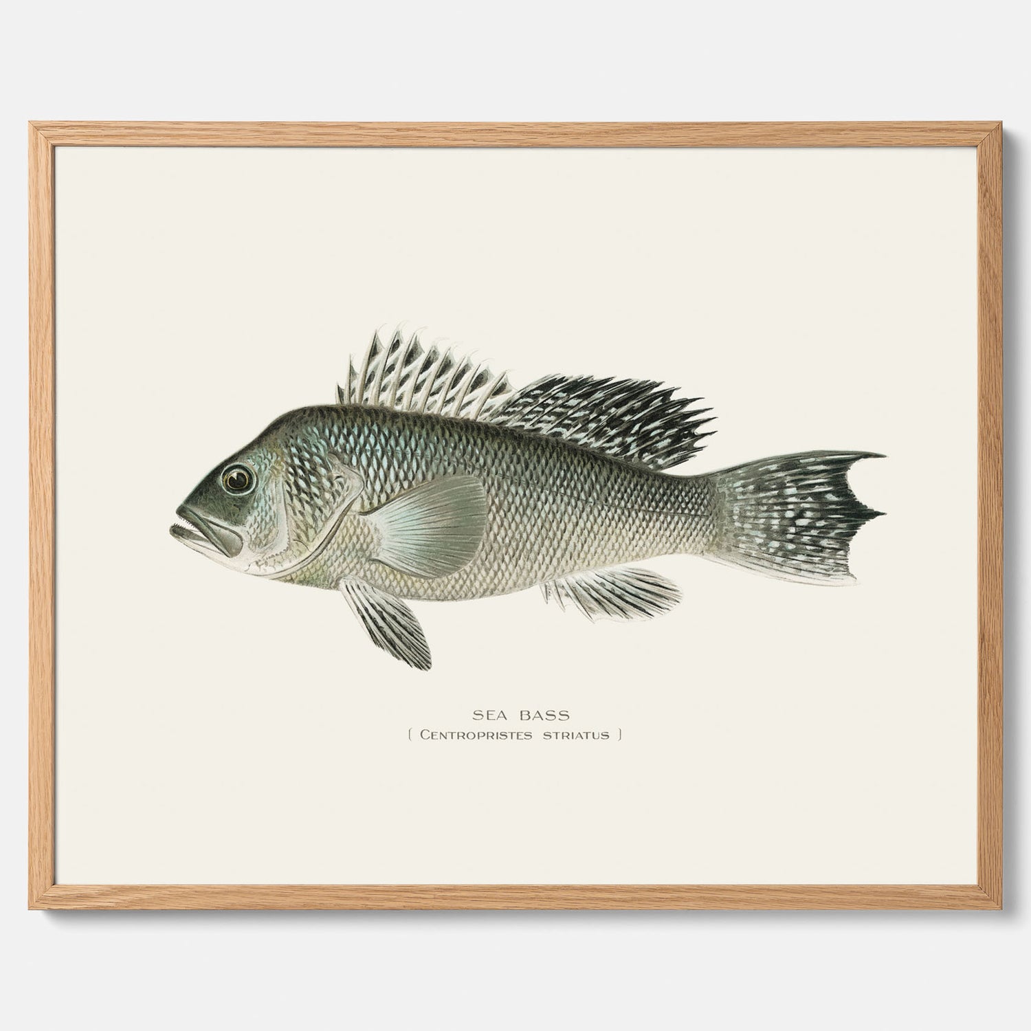Kökstavla med Havsabborre poster – Plansch med fisk, fiskposter, tavla till kök, köksposter, poster till kök