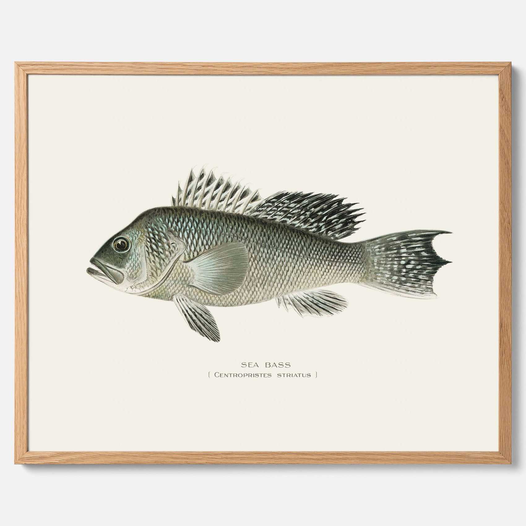 Kökstavla med Havsabborre poster – Plansch med fisk, fiskposter, tavla till kök, köksposter, poster till kök