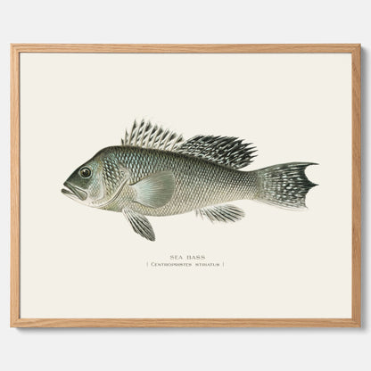 Kökstavla med Havsabborre poster – Plansch med fisk, fiskposter, tavla till kök, köksposter, poster till kök