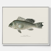 Kökstavla med Havsabborre poster – Canvas med fisk, fiskposter, tavla till kök, köksposter, poster till kök