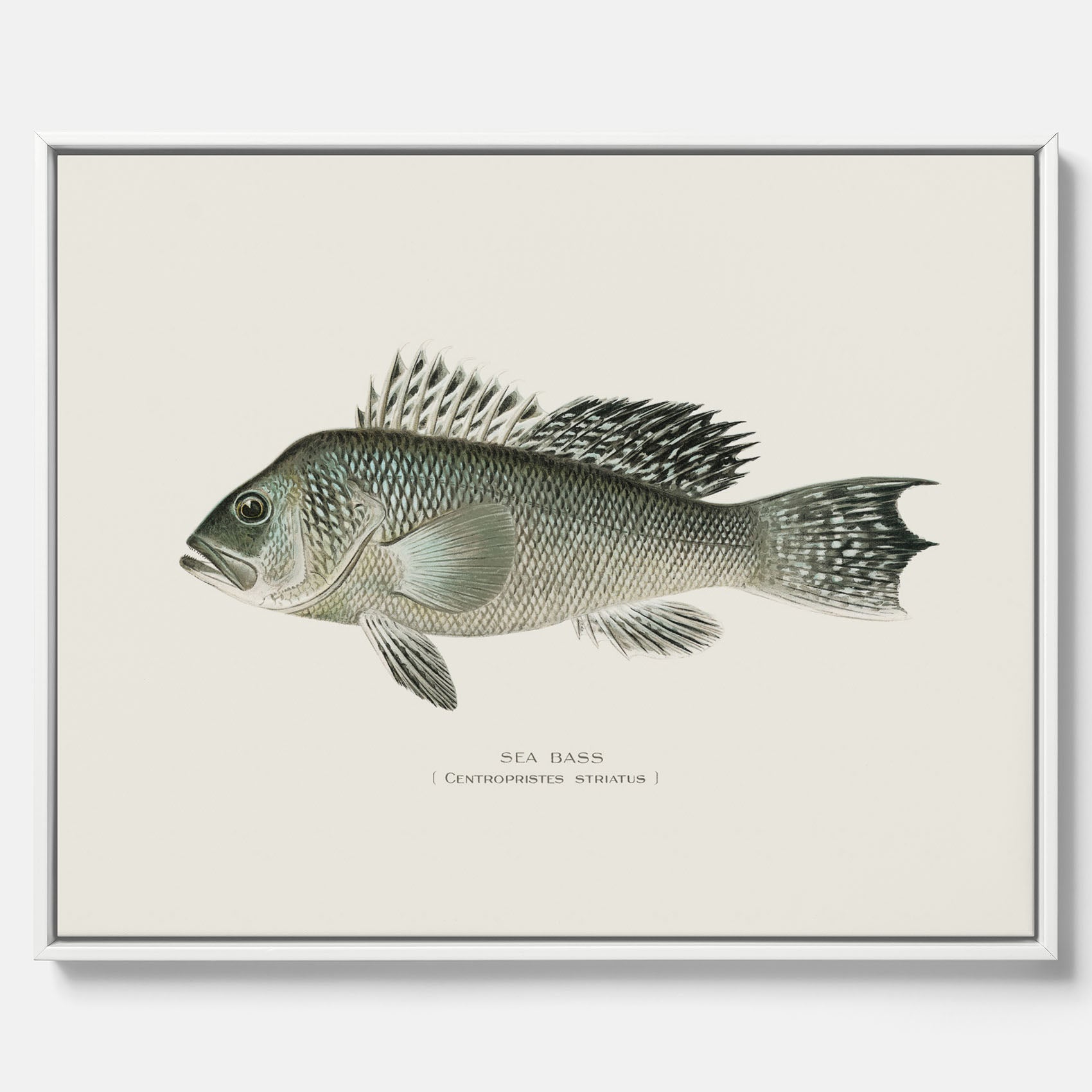 Kökstavla med Havsabborre poster – Canvas med fisk, fiskposter, tavla till kök, köksposter, poster till kök