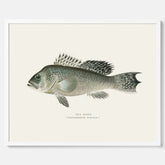 Kökstavla med Havsabborre poster – Plansch med fisk, fiskposter, tavla till kök, köksposter, poster till kök