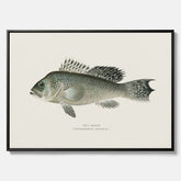 Kökstavla med Havsabborre poster – Canvas med fisk, fiskposter, tavla till kök, köksposter, poster till kök